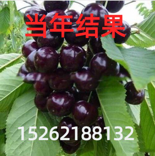 车厘子樱桃树苗嫁接苗盆栽地载南方北方种植当年结果大樱桃果树苗,鲜花速递/花卉仿真/绿植园艺,果树,淘宝优惠券,粉丝福利购,淘宝优惠卷