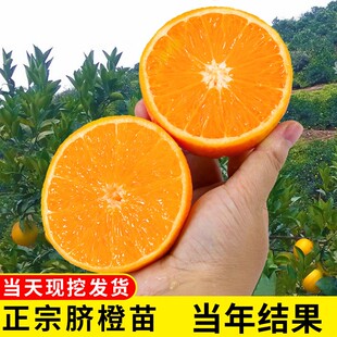 果冻橙爱媛38号树苗南北方庭院特大橙子果树盆栽嫁接带土当年结果