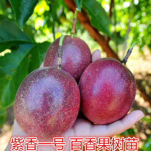 百香果苗紫香一号南方阳台盆栽