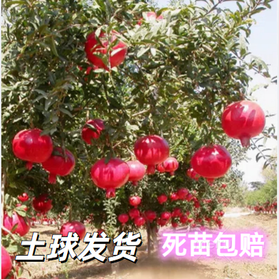 石榴树苗带土突尼斯软籽盆栽庭院果树苗南方北方种植特大石榴树苗