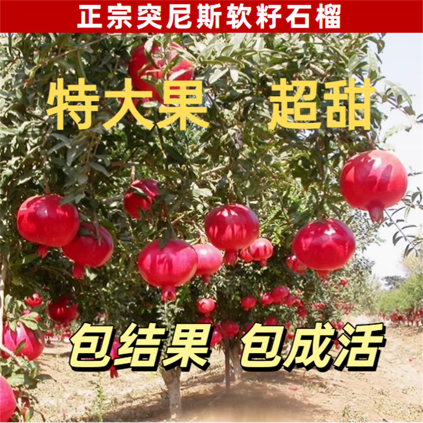 突尼斯庭院南方特大石榴树苗