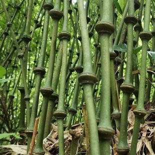 罗汉竹杆算盘竹苗罗汉竹富贵竹寿星竹竹子盆栽室内筇竹苗算盘竹