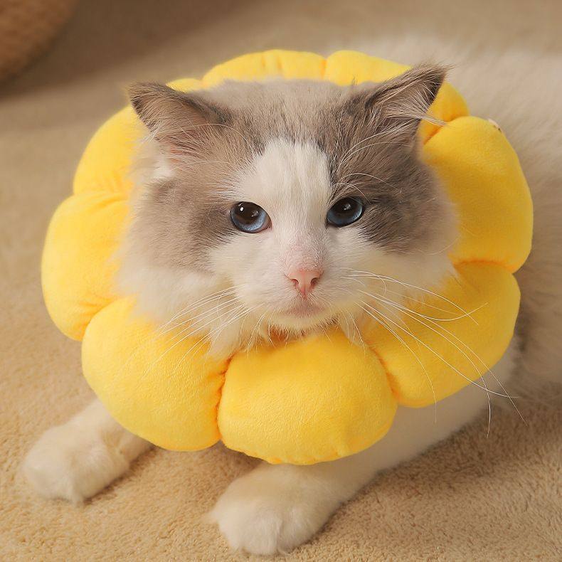 猫咪项圈伊丽莎白软圈狗狗头套舔防宠物脖绝育批发羞耻圈用品颈圈,宠物/宠物食品及用品,宠物伊丽莎白圈,淘宝优惠券,粉丝福利购,淘宝优惠卷