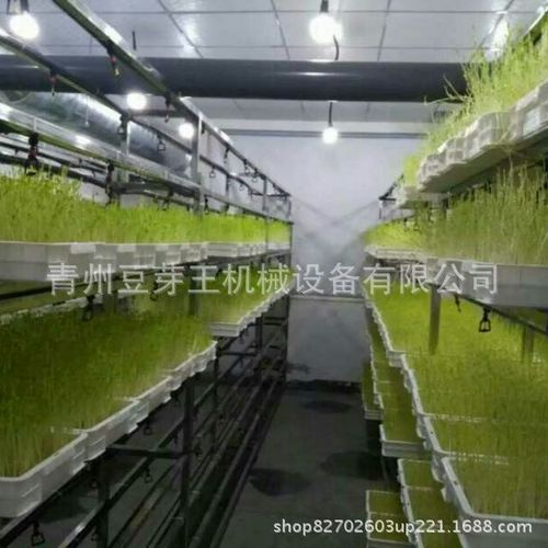 全自动水培牧草发芽机 提供技术水培饲料 跨境一机多用芽苗机械