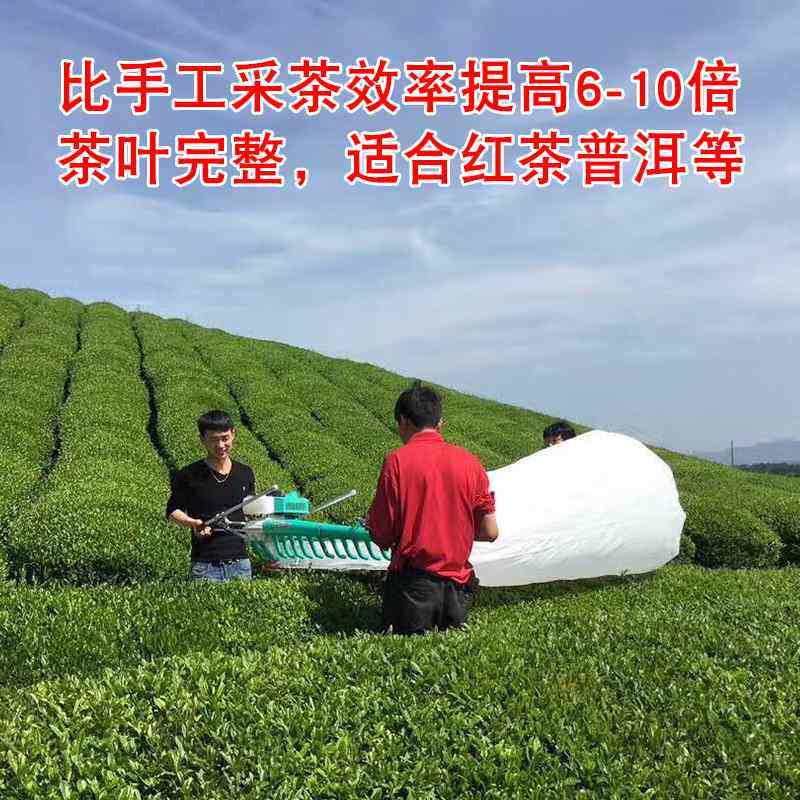 汽油单人背负式茶叶修剪机割草机绿篱机采茶机绿篱修剪园林专用