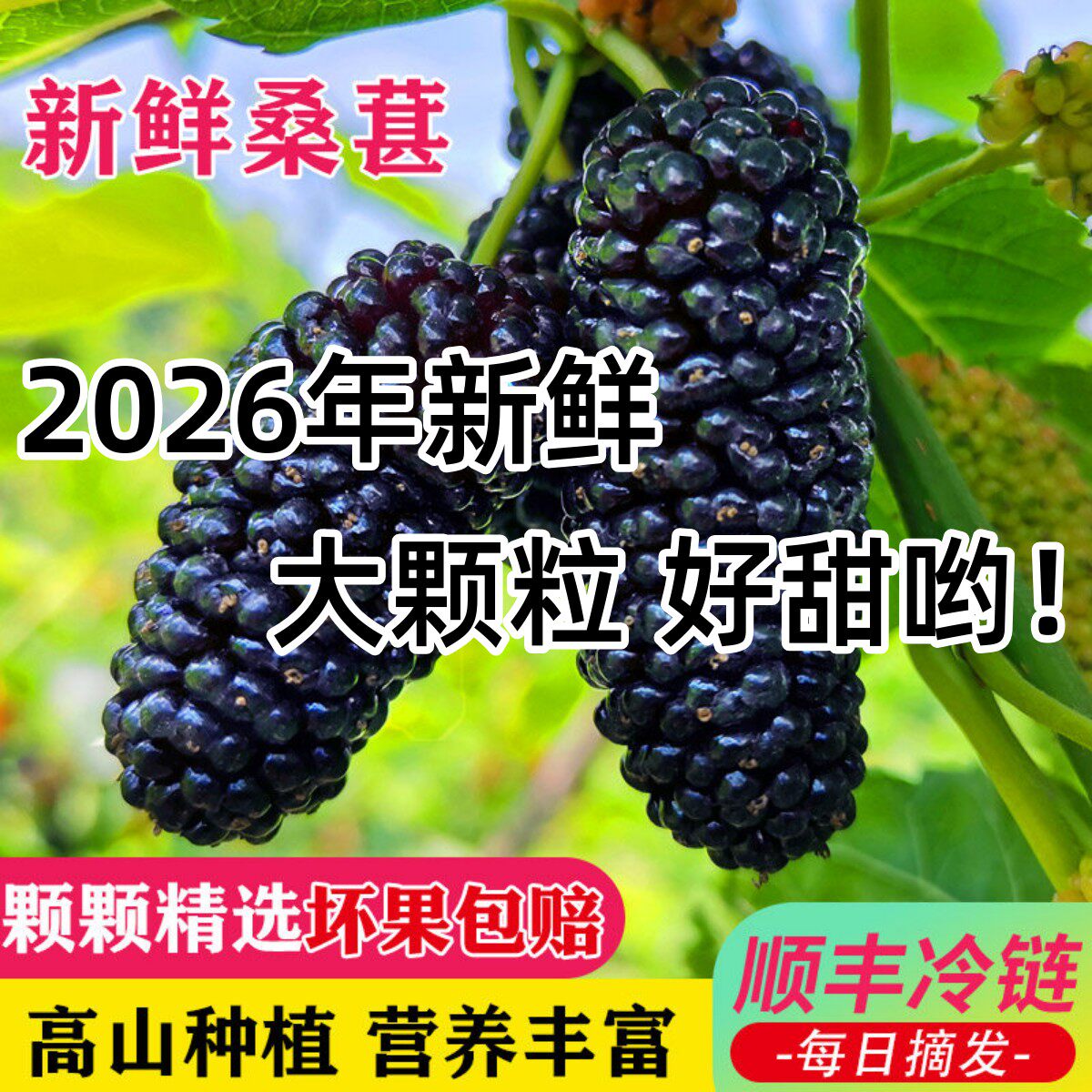 顺丰鲜桑葚新鲜水果现摘5斤黑桑椹酵素泡酒水熬膏酱广东非大凉山