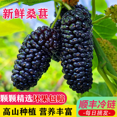 致纯新鲜桑葚-畅销5万斤
