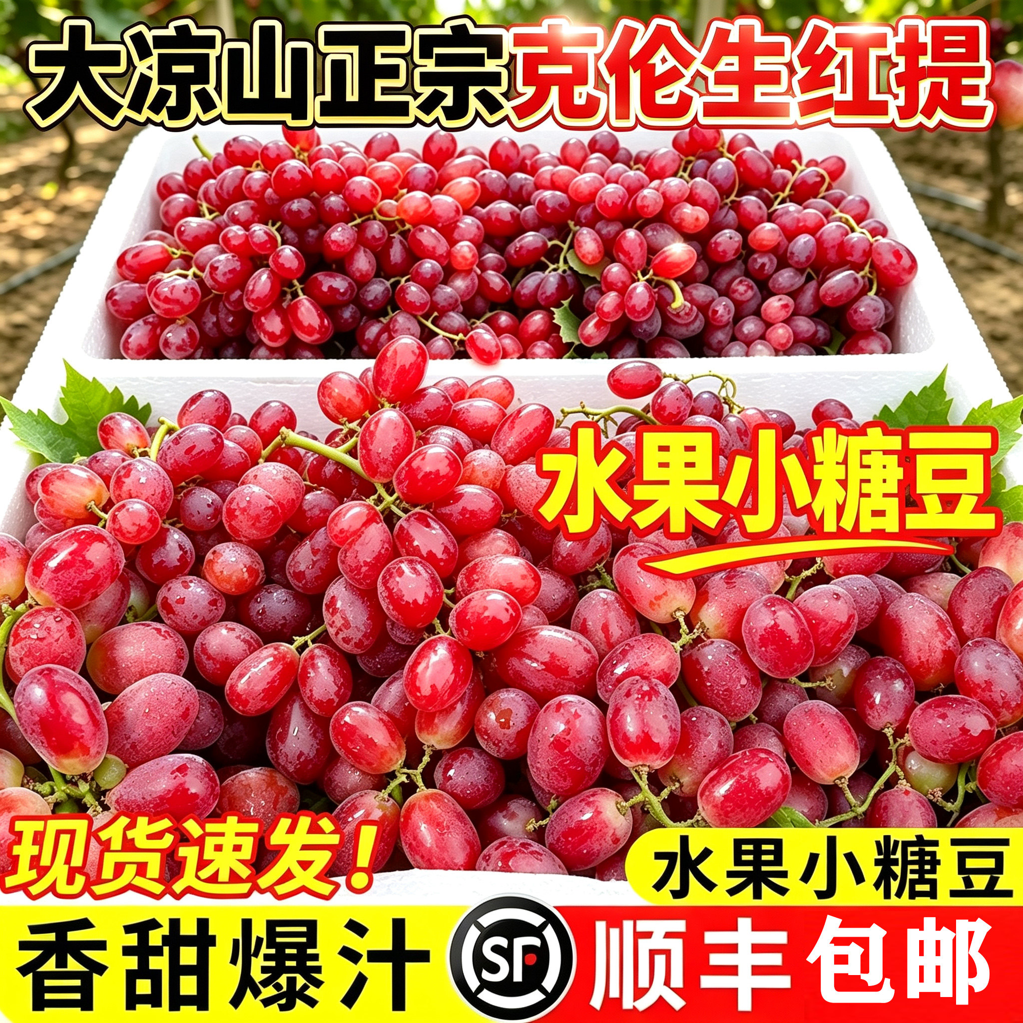 大凉山克伦生葡萄无籽提子脆甜整葡萄/提子
