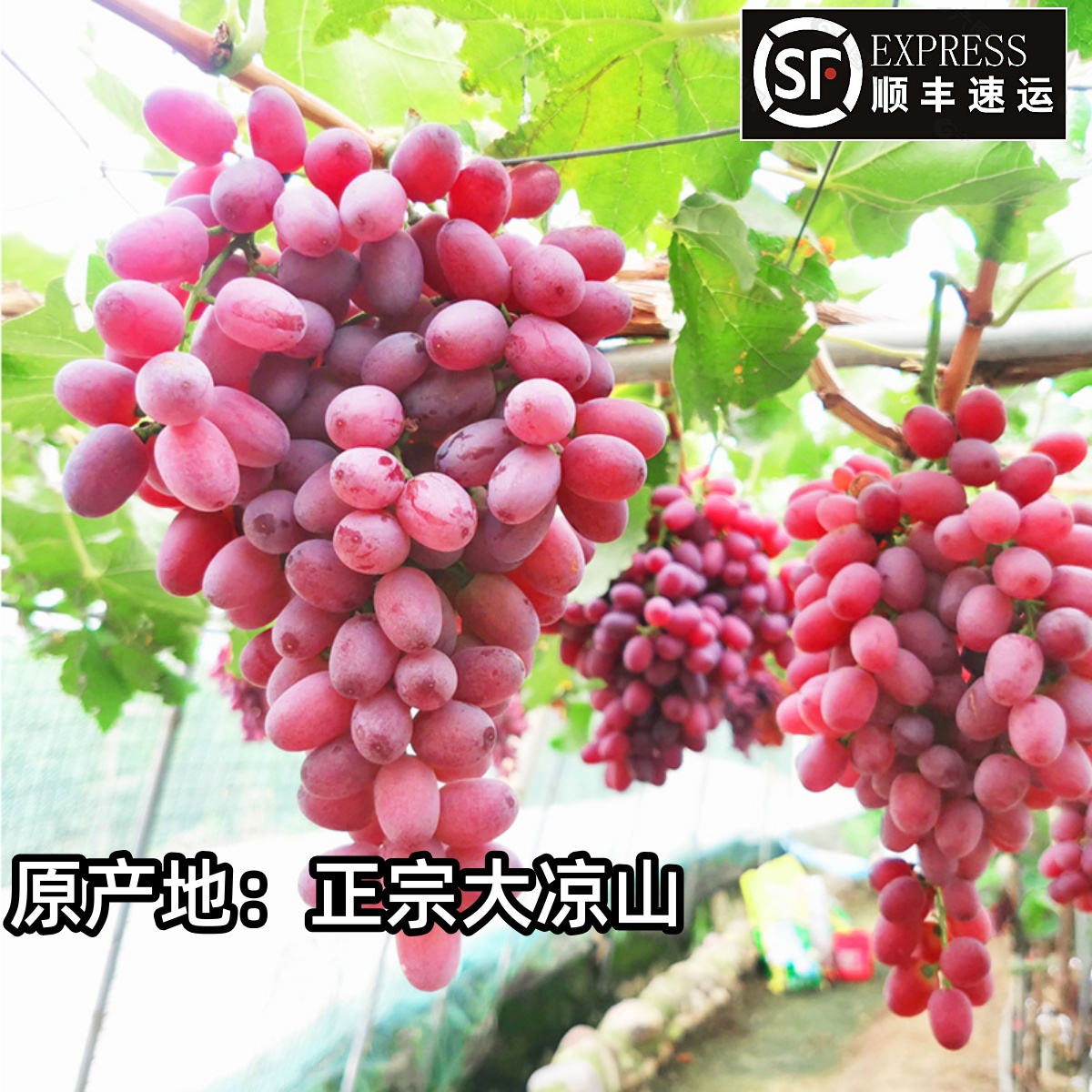 克伦生葡萄脆甜整箱孕妇应季水果现摘纯红宝石大凉山西昌无籽提子