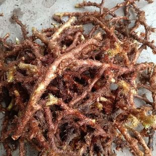 云南正宗野生新鲜骨碎补深山毛姜爬岩姜石岩接骨过山龙中药材