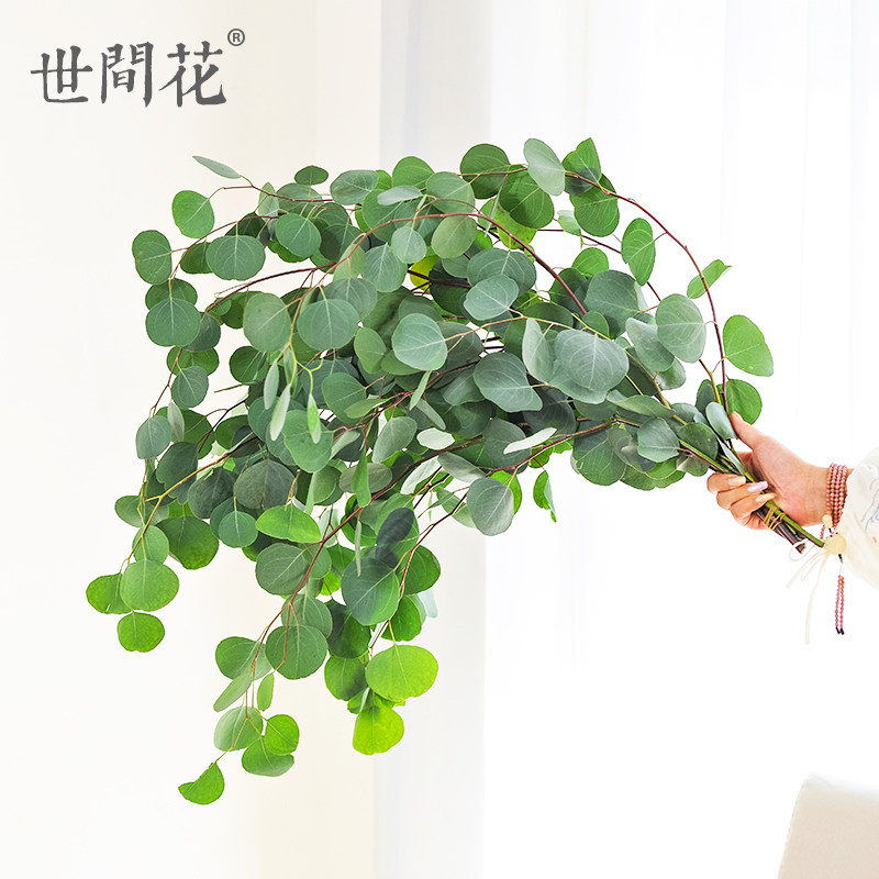 天竺少女 年宵花 新鲜圆叶尤加利大束或蓬莱松5枝或ins风绿植合集