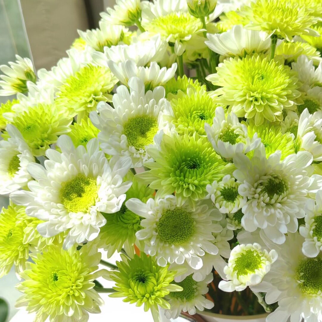 小雏菊鲜花云南基地现采直发鲜切花材家庭办公室卧室水培鲜花包邮