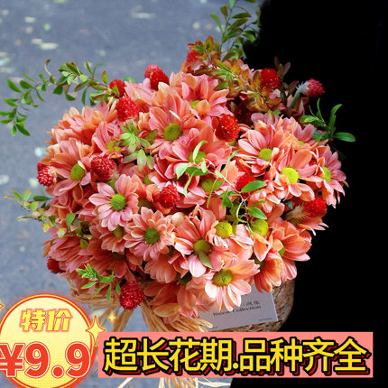 三文鱼小菊绿精灵小雏菊云南鲜花鲜切花材家庭水养花束直发速递