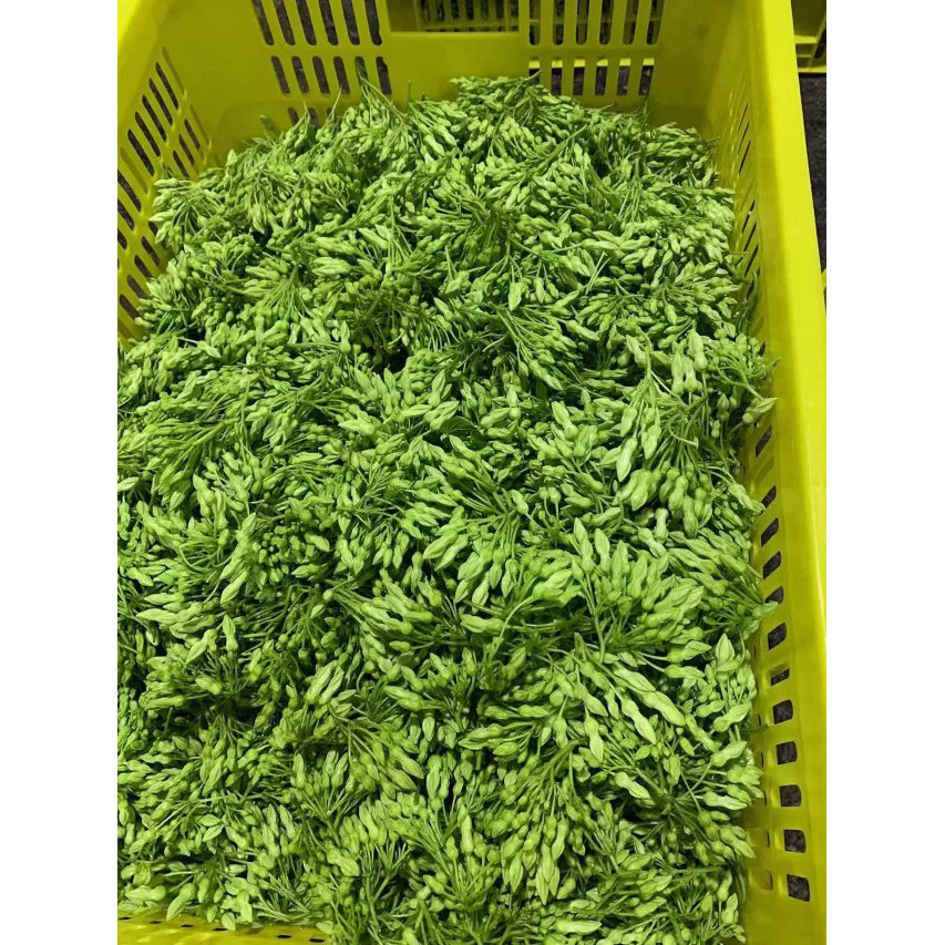 新鲜采摘夜来香蔬菜食用月见草煎其它
