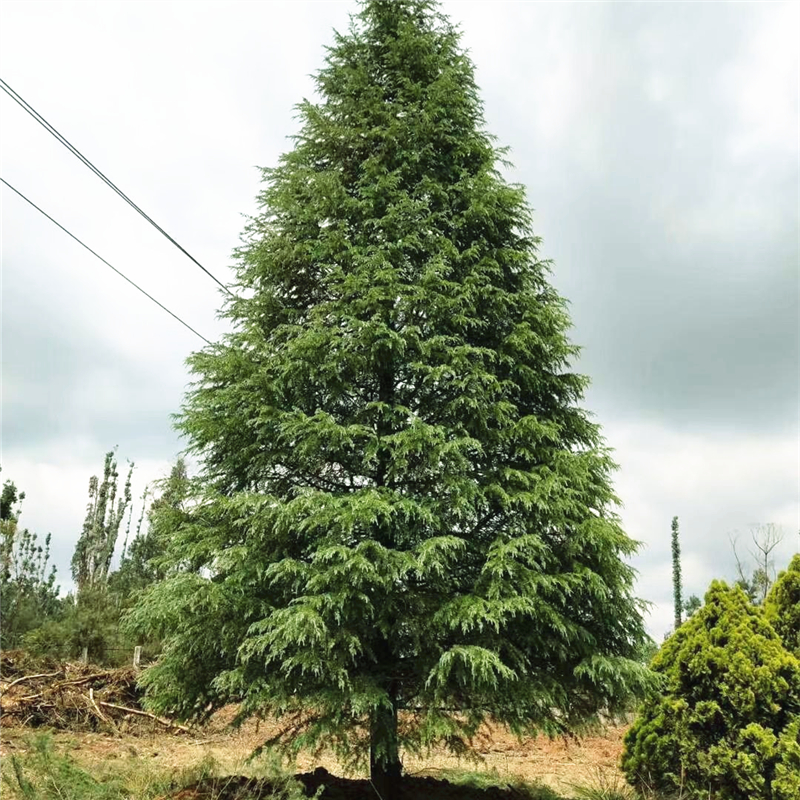 雪松树苗四季常青松树小苗庭院耐寒盆栽行道绿化风景树圣诞雪松树
