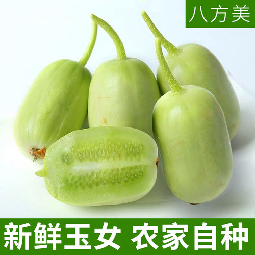 玉女黄瓜鲜嫩清甜爽口现摘蔬菜