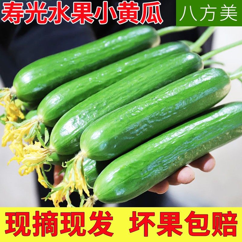 八方美 新鲜水果黄瓜荷兰无刺青瓜蔬菜生吃小黄瓜现摘现发5斤