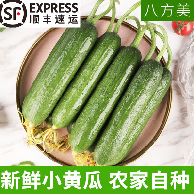 八方寿光新鲜水果小黄瓜荷兰