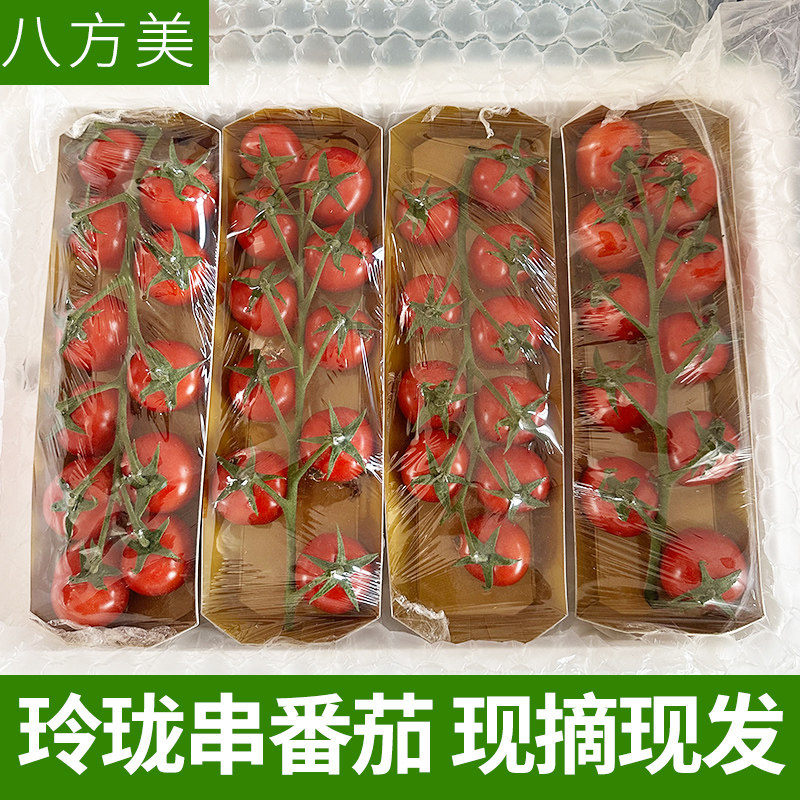 新鲜采摘串红番茄 盒装带枝串番茄 4盒装 中果番茄 现摘