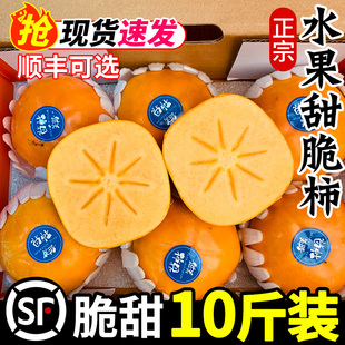 脆柿子水果新鲜10斤应当季整箱包邮巧克力脆柿子脆皮黄硬市子甜心