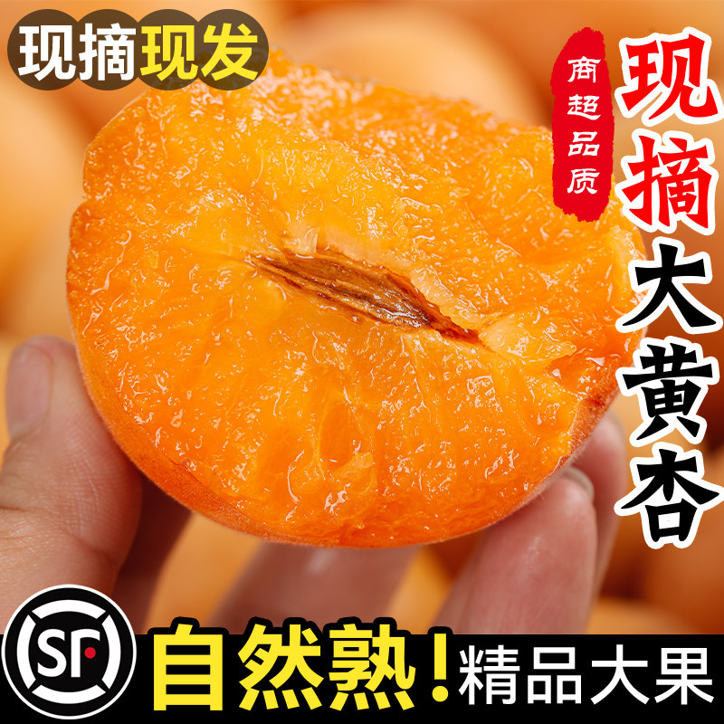 大黄杏子新鲜水果当季孕妇水果整箱酸甜特大金太阳杏现摘整箱批发