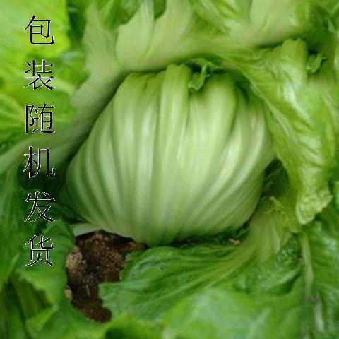 包心芥菜种籽大肉卷心芥菜种子水咸菜盖菜包四季播春秋季蔬菜种孑 鲜花速递/花卉仿真/绿植园艺 家庭园艺种子 原图主图