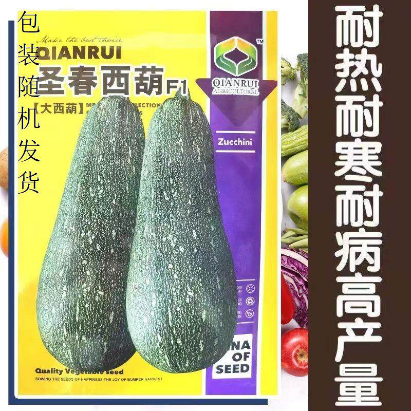 圣春西葫芦种子老品种西葫芦大西葫瓜籽 毒新品种蔬菜种籽
