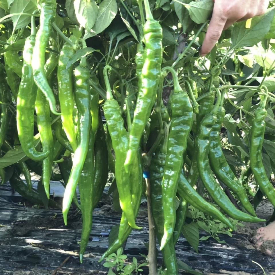 珍品辣皇薄皮辣椒种子辣皮脆味浓坐果强采收长四季种植羊角椒籽