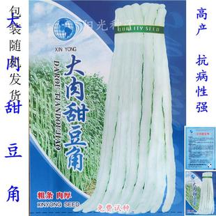 大肉甜豆角种子油白型猪仔豆春夏秋耐热型长豇豆子田园蔬菜种子籽
