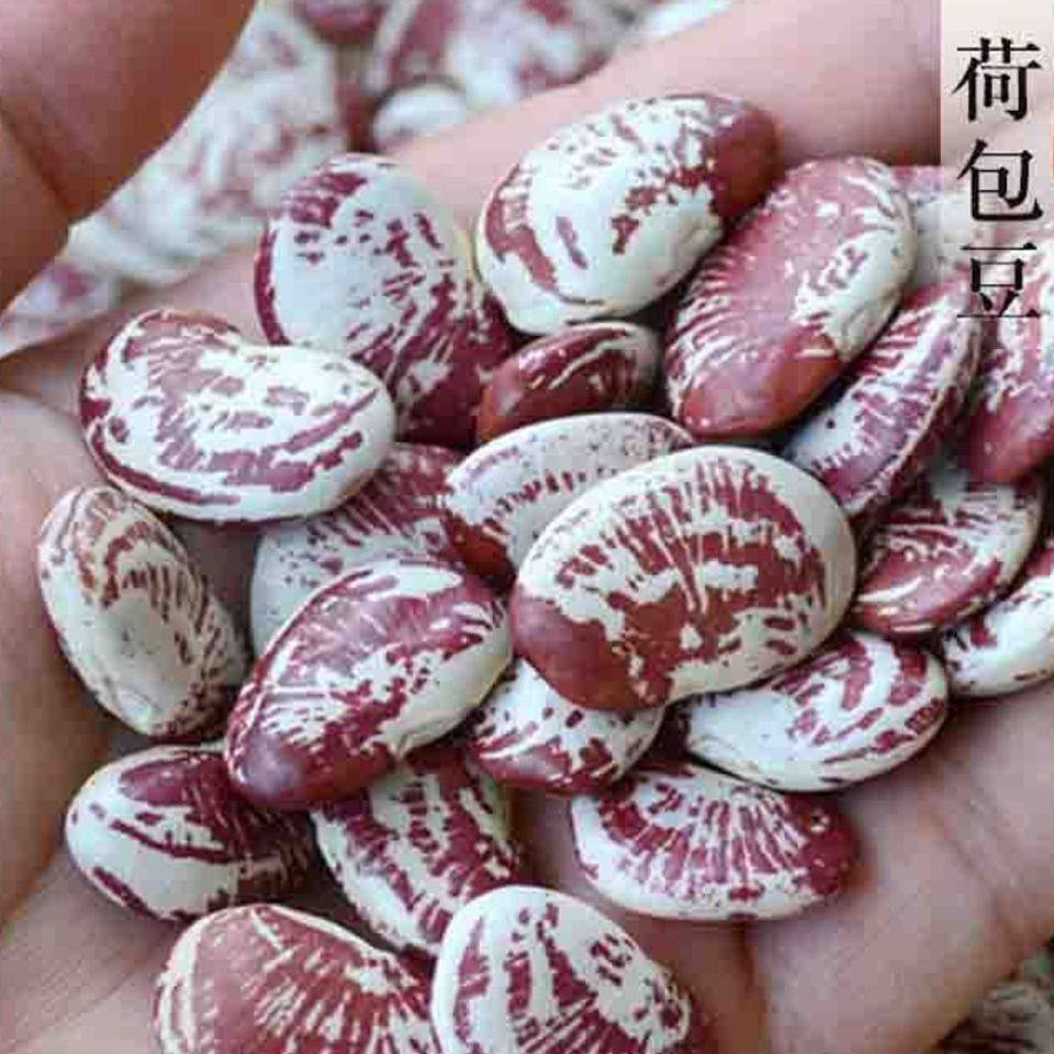 招财豆,招财豆植物_大山谷图库
