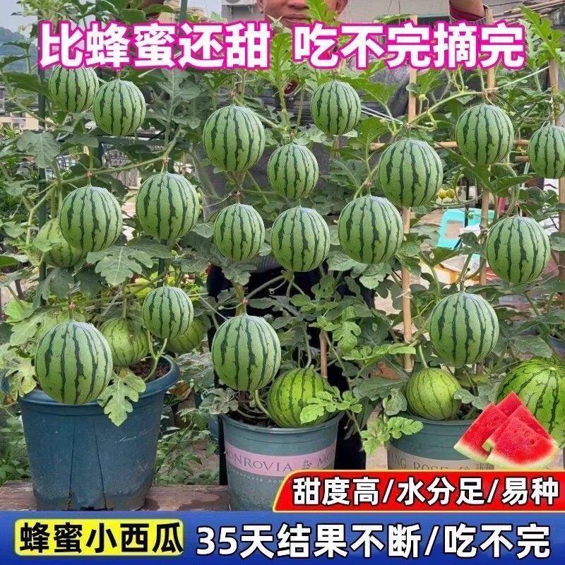 盆栽小西瓜种子蜂蜜迷你西瓜种子小型超薄超甜庭院阳台盆栽西瓜籽