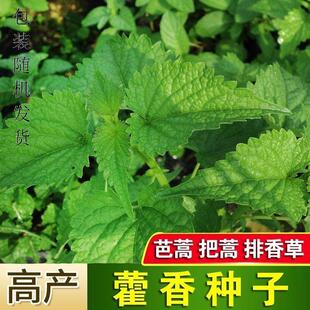 藿香种子 用藿香盆栽原土霍香苗五香叶鱼香阳台盆栽庭院蔬菜种子