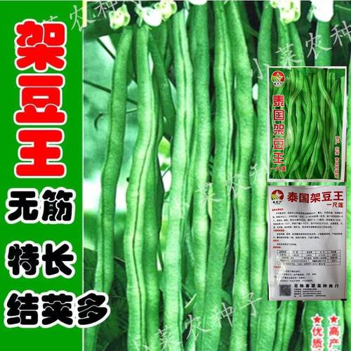 无筋四季豆种孑泰国架豆王春秋季高产长豆角种子爬藤蔬菜种子大全