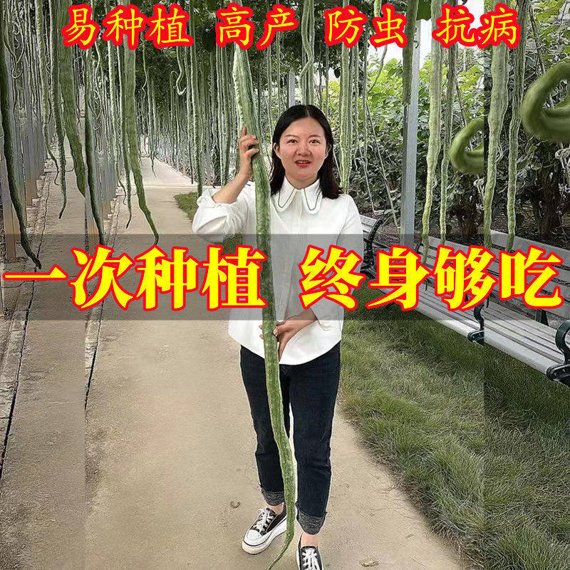 蛇瓜种籽种子苗四季播大长型蛇豆角孑阳台盆栽庭院蔬菜种子