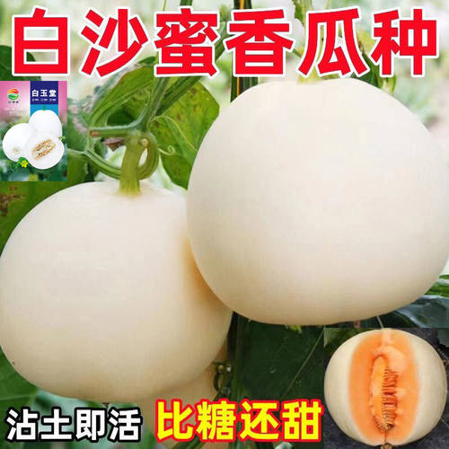 超甜白沙糖甜瓜种早熟香