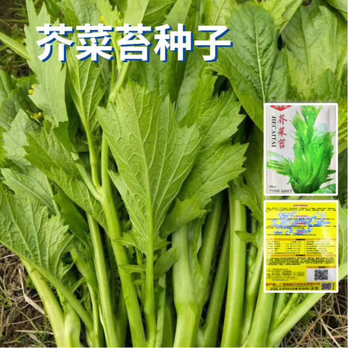 甜芥菜苔种子冲菜芥菜种子早熟脆嫩摘芥菜心吃青梗菜四季蔬菜种孑