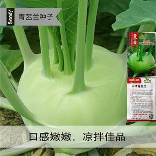 天津青苤兰种子紫苤蓝高产蔬菜农家大田易种蔬菜种籽芥兰头芥蓝