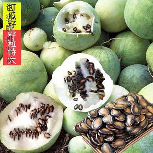 高产大片打瓜种子黑西瓜子种籽产籽西瓜南瓜高产籽水果蔬菜种子