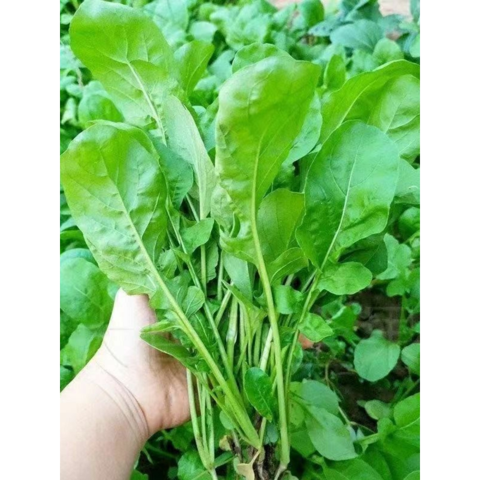 大叶臭菜种子春秋播种东北芝麻菜籽阳台盆栽野菜臭菜蔬菜种籽大全