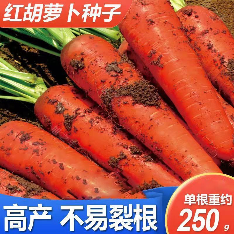 胡萝卜种子种籽孑子红水果萝卜罗卜的紫黑菜种紫色黄胡罗卜种大全
