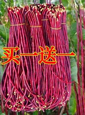 长春秋红豆角种子紫色长豆角长豇豆高产耐热耐寒豇豆籽四季豆籽