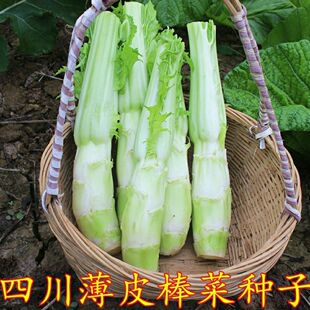 棒菜种籽芥菜种子大四川青笋菜头白皮棒菜种子秋天种的蔬菜
