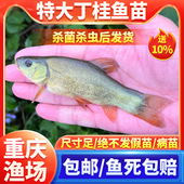 丁桂鱼苗淡水养殖冷水欧洲鱼须鱼岁易养活丁穗鱼水花小鱼苗