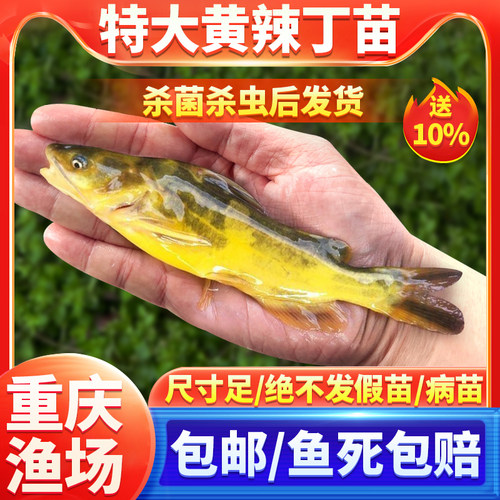 黄辣丁鱼苗淡水养殖食用黄颡清波