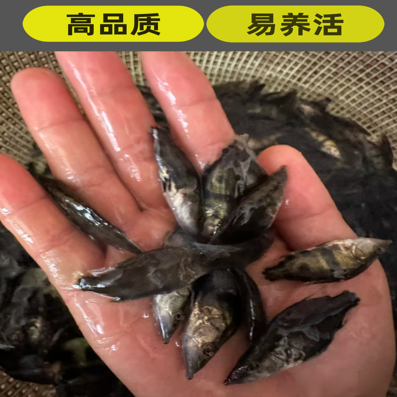 正宗桂花鱼苗冷水路亚凶猛翘嘴鳜鱼苗淡水养殖食用活体鳜鱼贵鱼苗