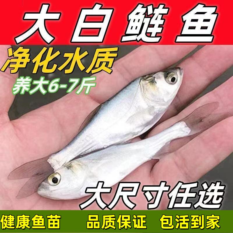 大头鱼苗花鲢鱼苗超大鲢鳙超大大头鱼苗胖头鱼淡水养殖鳙鱼苗食用