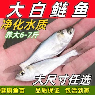 大头鱼苗花鲢鱼苗超大鲢鳙超大大头鱼苗胖头鱼淡水养殖鳙鱼苗食用