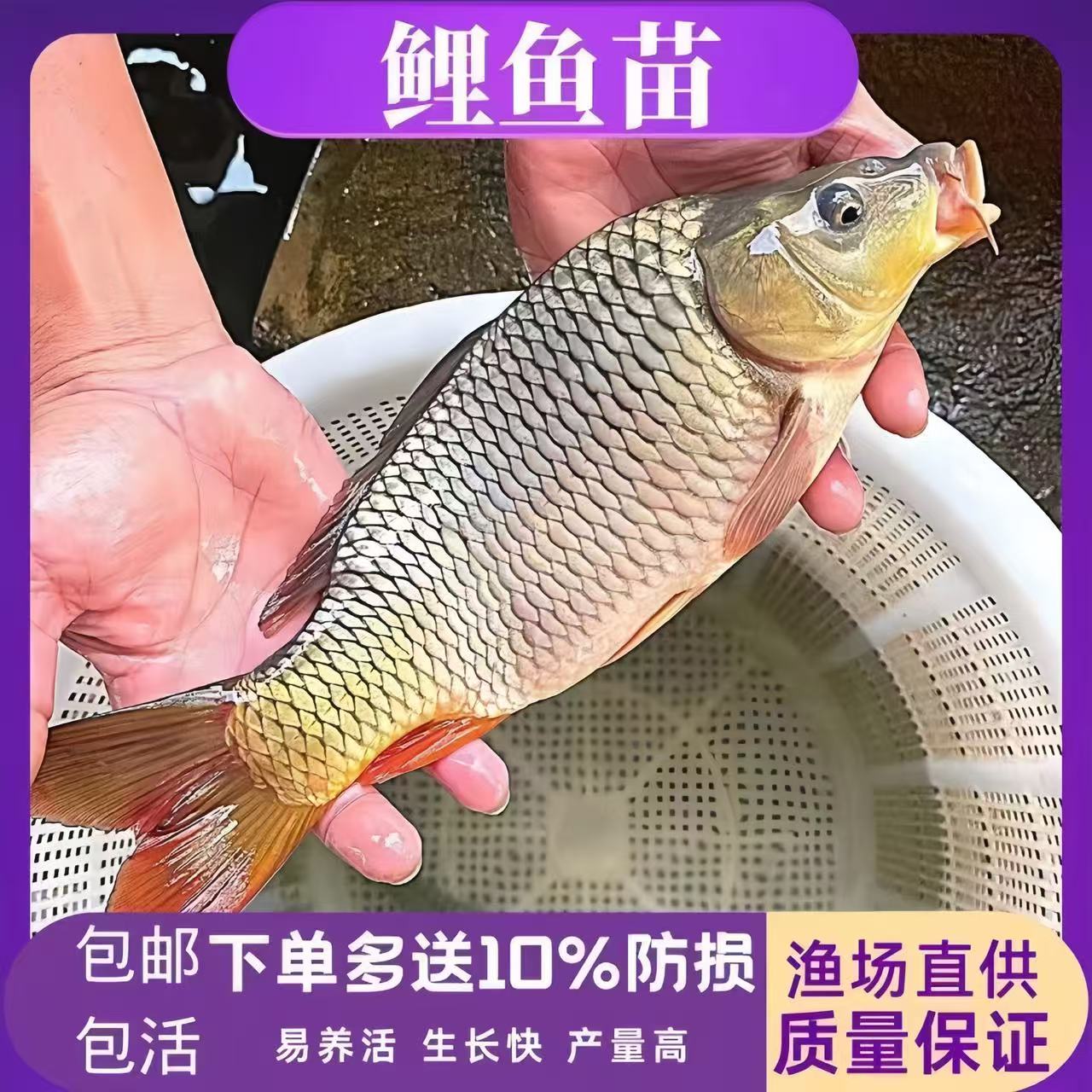 鲤鱼苗正宗建鲤重庆耐活体鱼