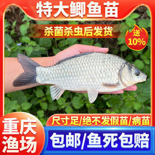 养殖食用中科5号鲫鱼苗淡水活鱼