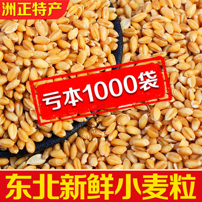 东北特产新鲜小麦粒特价促销